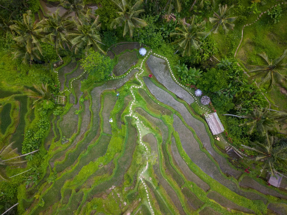 Aerial view of green stepped rice terraces and palm forest near Ubud Bali
