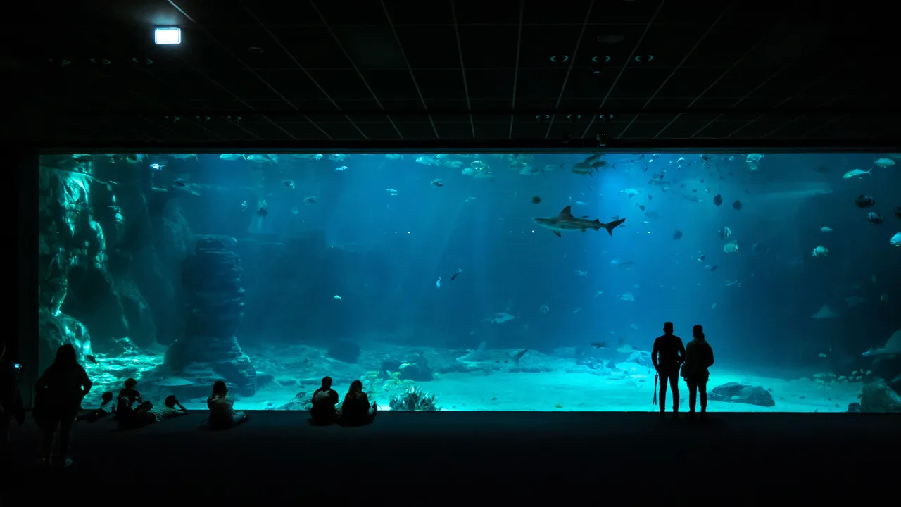 Visitors watching the shark tank inside the Oceanário de Lisboa